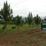Department of Archaeology