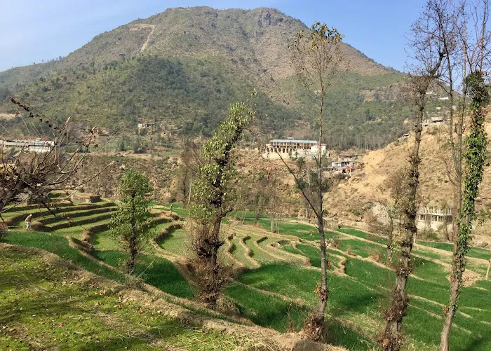 Govt. Higher secondary school chowga Picture 6