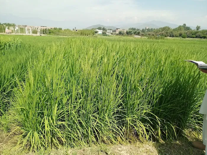 Agriculture Research Institute Mingora Swat Picture 5