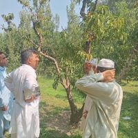 Agriculture Research Institute Mingora Swat ico