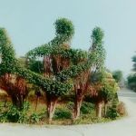 Marghzar College for Women
