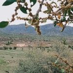 GPS Tangi Dak, Darish Khel