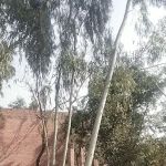 Govt Model Primary School Sahnay Wala