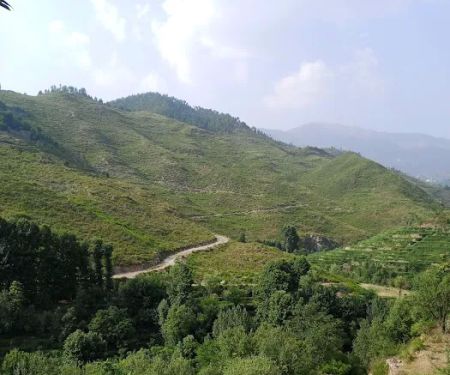 Darmal Bala