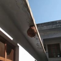 Regional College for Professional Development (RCPD) Dir Lower at Rehanpur ico