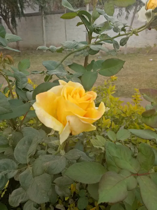 Alabbas Science School and College Picture 8