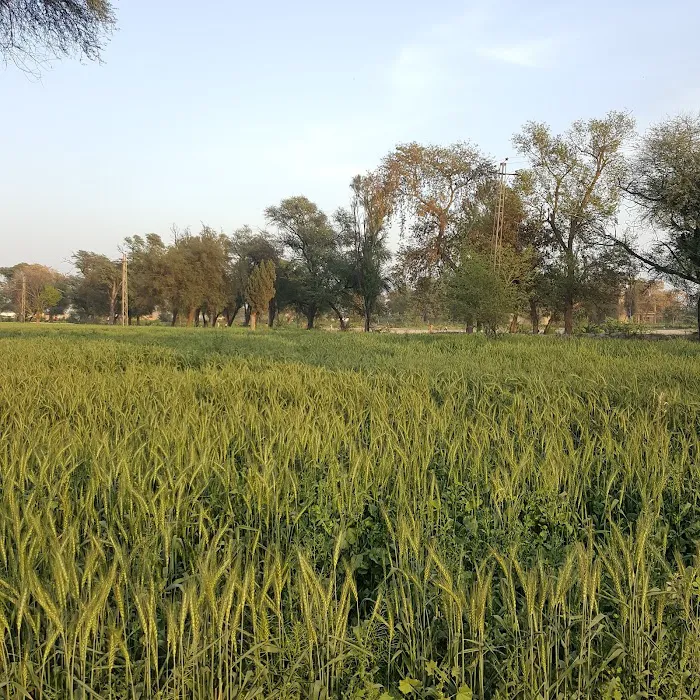 Govt Degree College for Women Picture 7