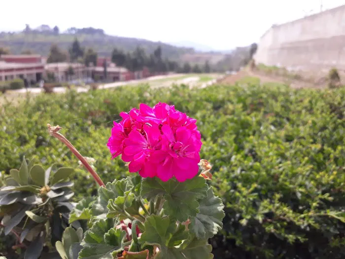 Abdul Wali Khan University Timergara Campus Picture 7